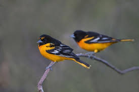 Image result for Icterus galbula