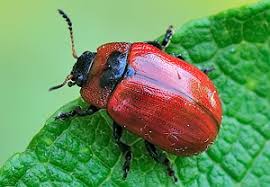 Attēlu rezultāti vaicājumam “Gonioctena viminalis”