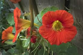 Attēlu rezultāti vaicājumam “Tropaeolaceae”