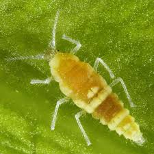 Attēlu rezultāti vaicājumam “Coniopterygidae”