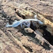 Attēlu rezultāti vaicājumam “Steccherinum fimbriatum”