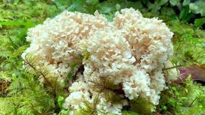 Attēlu rezultāti vaicājumam “Sparassis crispa”