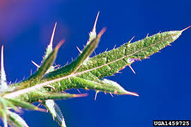 Attēlu rezultāti vaicājumam “Cirsium acaule leaf”