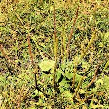 Attēlu rezultāti vaicājumam “Plantago major subsp. intermedia”