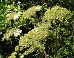 Attēlu rezultāti vaicājumam “Angelica sylvestris leaf”