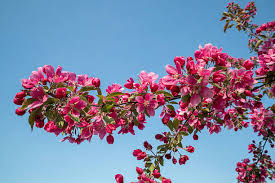 Attēlu rezultāti vaicājumam “Malus purpurea flower”
