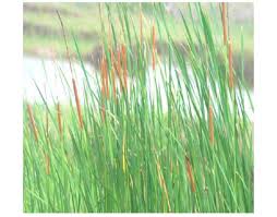 Attēlu rezultāti vaicājumam “Typha angustifolia”