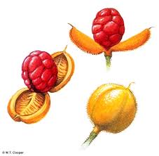 Attēlu rezultāti vaicājumam “Physarum rubiginosum”