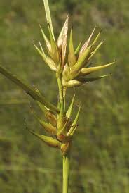 Attēlu rezultāti vaicājumam “Carex x bakkeriana”