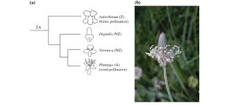 Attēlu rezultāti vaicājumam “Plantago lanceolata flower”