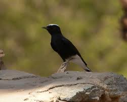 Image result for Oenanthe leucopyga