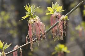 Attēlu rezultāti vaicājumam “Acer negundo female flower”