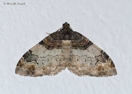 Attēlu rezultāti vaicājumam “Catarhoe cuculata”