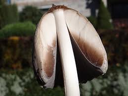 Attēlu rezultāti vaicājumam “Coprinus atramentarius”