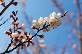 Attēlu rezultāti vaicājumam “Prunus armeniaca”