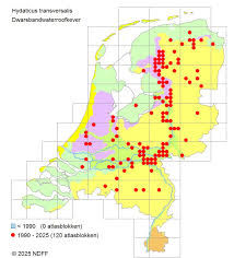 Attēlu rezultāti vaicājumam “Hydaticus transversalis”