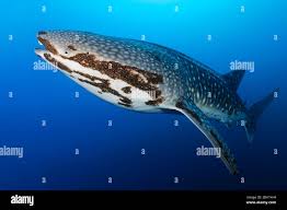 Image result for Rhincodon typus