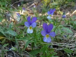 Attēlu rezultāti vaicājumam “Viola tricolor subsp. curtisii bud”