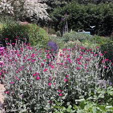 Image result for Lychnis coronaria