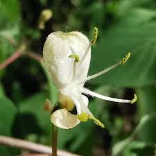 Attēlu rezultāti vaicājumam “Lonicera xylosteum flower”