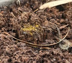 Attēlu rezultāti vaicājumam “Oligonema favogineum young”