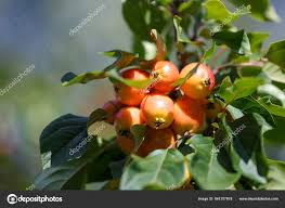 Attēlu rezultāti vaicājumam “Malus prunifolia fruit”