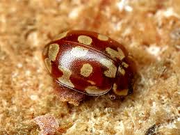 Attēlu rezultāti vaicājumam “Myrrha octodecimguttata”