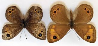 Attēlu rezultāti vaicājumam “Lasiommata maera”