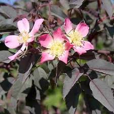 Attēlu rezultāti vaicājumam “Rosa glauca leaf”