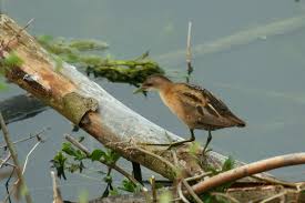 Image result for Porzana parva