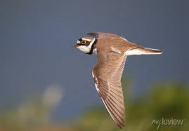 Attēlu rezultāti vaicājumam “Charadrius dubius”