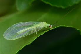 Attēlu rezultāti vaicājumam “Chrysopidae”