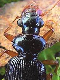 Attēlu rezultāti vaicājumam “Leistus terminatus”