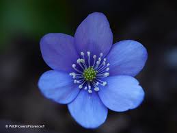Attēlu rezultāti vaicājumam “Hepatica nobilis”
