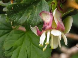 Attēlu rezultāti vaicājumam “Ribes uva-crispa flower”