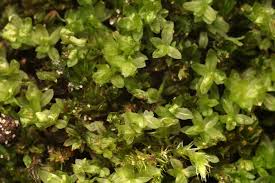 Attēlu rezultāti vaicājumam “Gyroweisia tenuis”