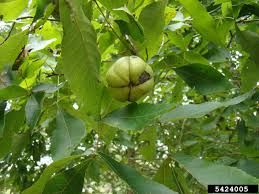 Attēlu rezultāti vaicājumam “Carya ovata fruit”