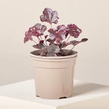 Image result for Heuchera `Midnight Rose`