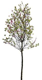 Attēlu rezultāti vaicājumam “Cercis siliquastrum”