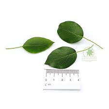 Attēlu rezultāti vaicājumam “Pyrus pyraster leaf”