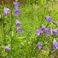Attēlu rezultāti vaicājumam “Campanula rotundifolia”