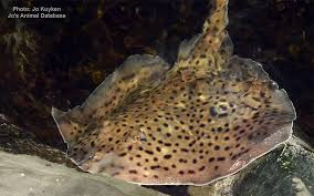 Image result for Raja montagui