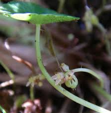 Attēlu rezultāti vaicājumam “Hydrocotyle vulgaris flower”
