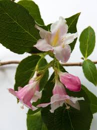 Attēlu rezultāti vaicājumam “Weigela praecox”