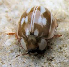 Attēlu rezultāti vaicājumam “Myzia oblongoguttata”