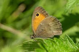 Attēlu rezultāti vaicājumam “Hyponephele lycaon male”