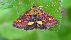 Attēlu rezultāti vaicājumam “Pyrausta aurata”