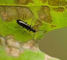 Attēlu rezultāti vaicājumam “Dasytes sp.”