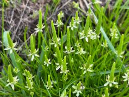 Attēlu rezultāti vaicājumam “Myosurus minimus flower”