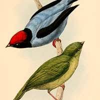 Attēlu rezultāti vaicājumam “Chaetophora pisiformis”